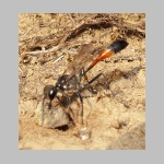 Ammophila sabulosa - Sandwespe 52 20mm beim Nestverschluss.jpg